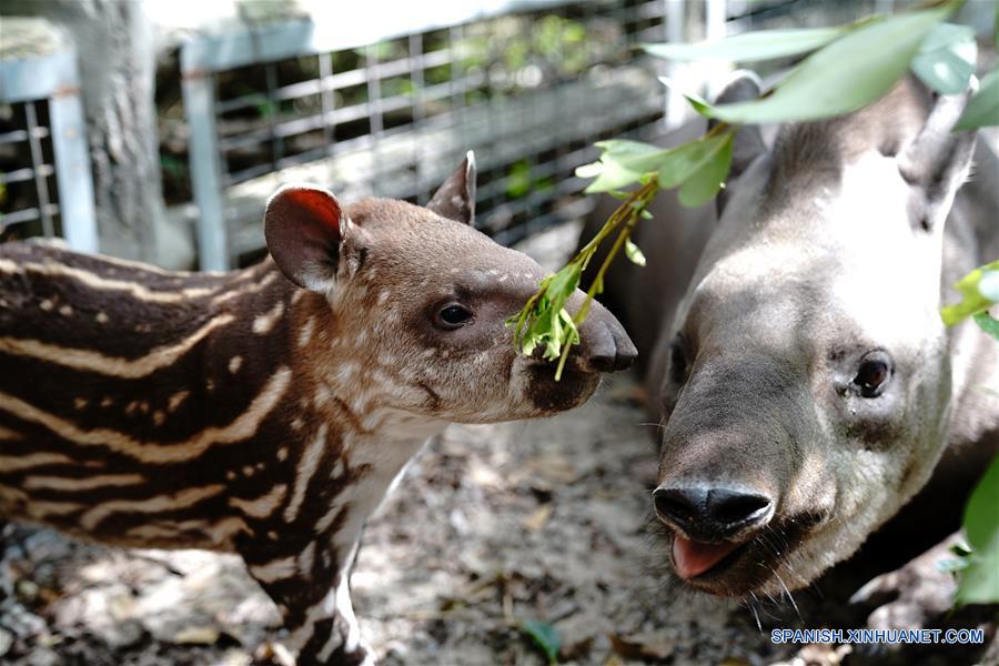 CHINA-SHANGHAI-ZOOLOGICO-TAPIR SUDAMERICANO