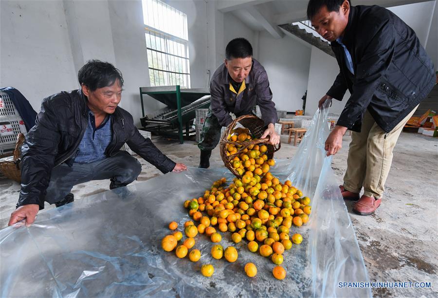 CHINA-ZHEJIANG-JIANDE-CITRICOS-COSECHA