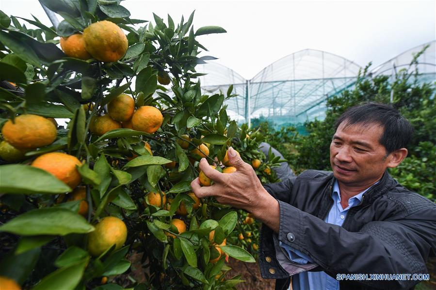 CHINA-ZHEJIANG-JIANDE-CITRICOS-COSECHA