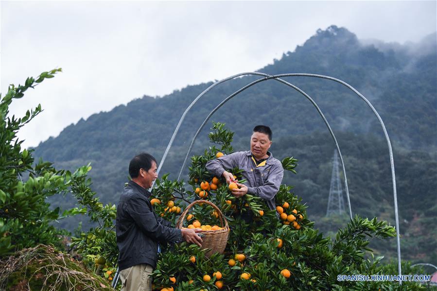 CHINA-ZHEJIANG-JIANDE-CITRICOS-COSECHA