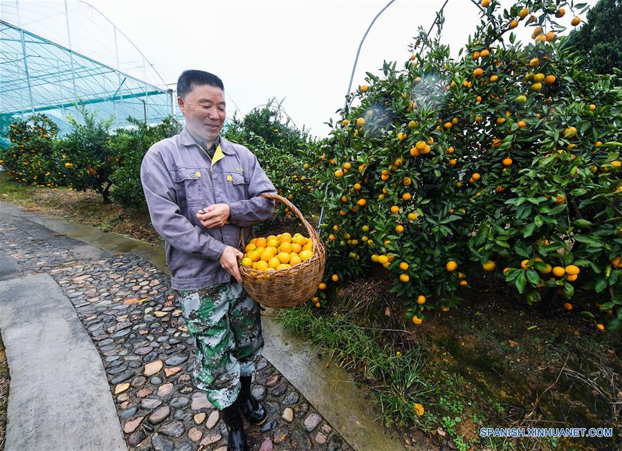 CHINA-ZHEJIANG-JIANDE-CITRICOS-COSECHA
