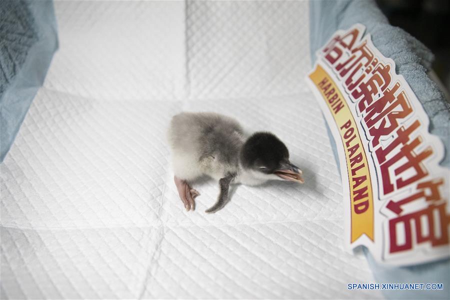 CHINA-HEILONGJIANG-HARBIN-POLLUELO DE PINGUINO