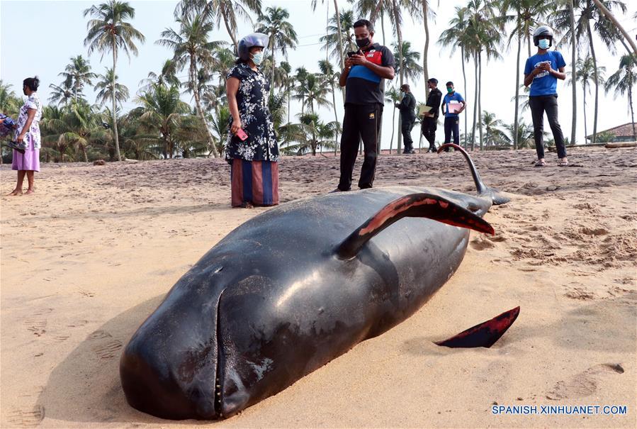 SRI LANKA-PANADURA-BALLENAS VARADAS
