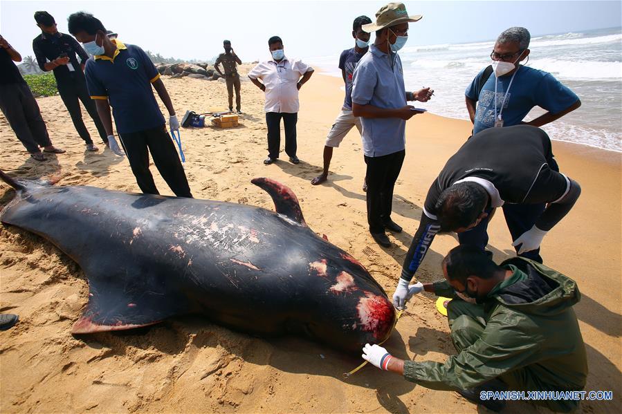 SRI LANKA-PANADURA-BALLENAS VARADAS