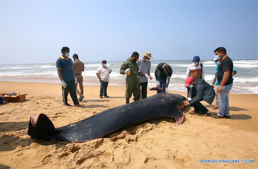SRI LANKA-PANADURA-BALLENAS VARADAS