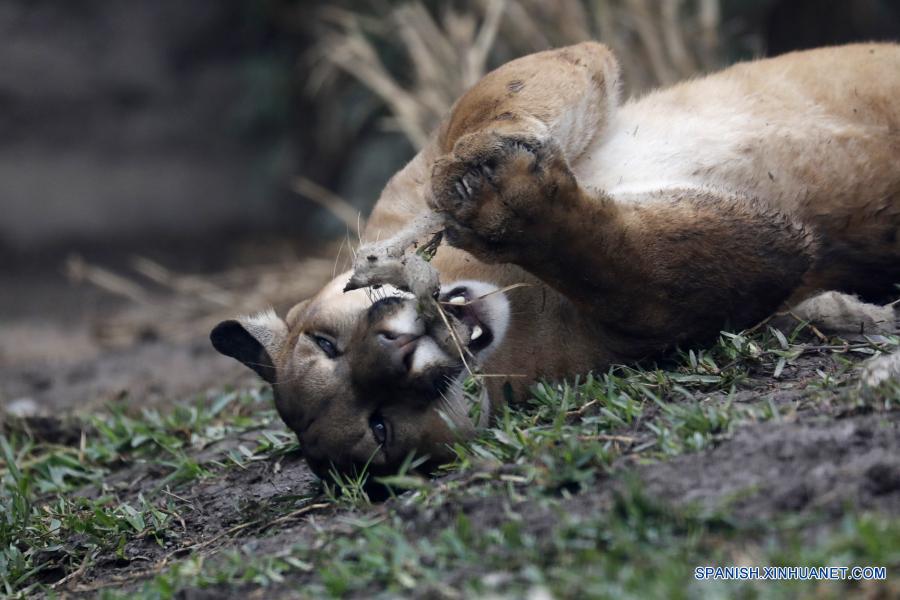 Pumas de zoológico peruano reciben regalo de Navidad 