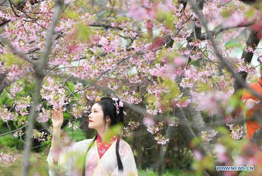 Festival de flores de cerezo en Wuhan 