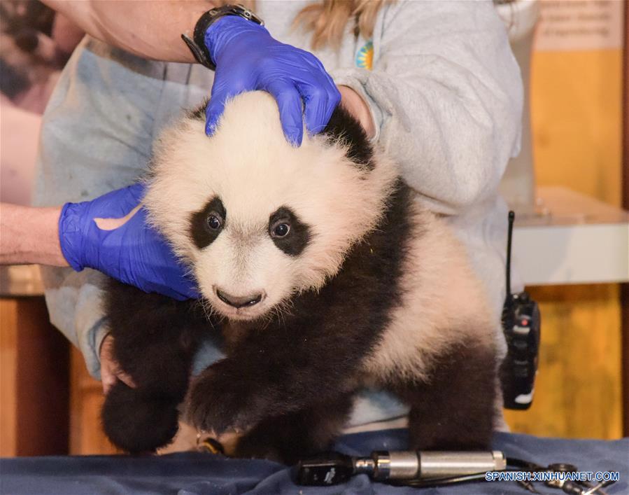 A casi 4 meses de edad elcachorro de panda gigante'Bei Bei' recibe un examen físico een el Zoológico Nacional en Washington D.C., Estados Unidos, el 7 de enero de 2016. 