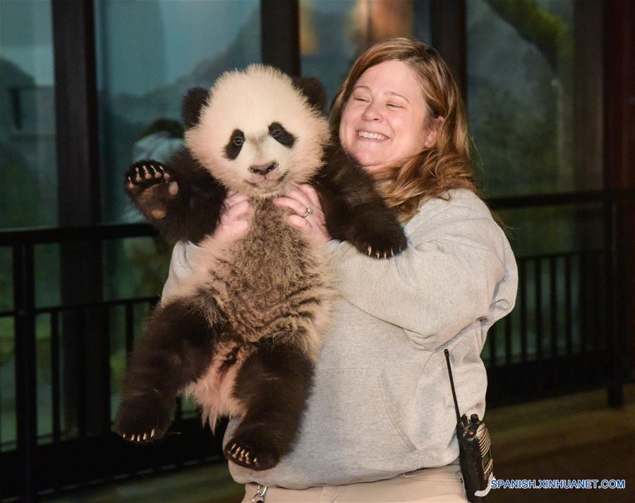 A casi 4 meses de edad elcachorro de panda gigante'Bei Bei' recibe un examen físico een el Zoológico Nacional en Washington D.C., Estados Unidos, el 7 de enero de 2016. 