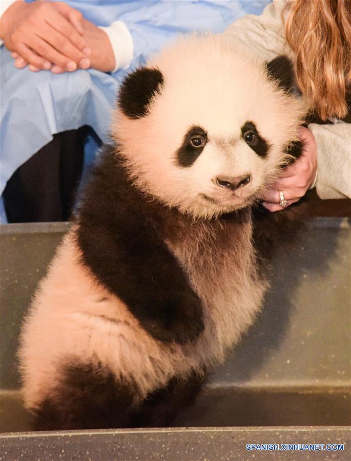 A casi 4 meses de edad elcachorro de panda gigante'Bei Bei' recibe un examen físico een el Zoológico Nacional en Washington D.C., Estados Unidos, el 7 de enero de 2016. 