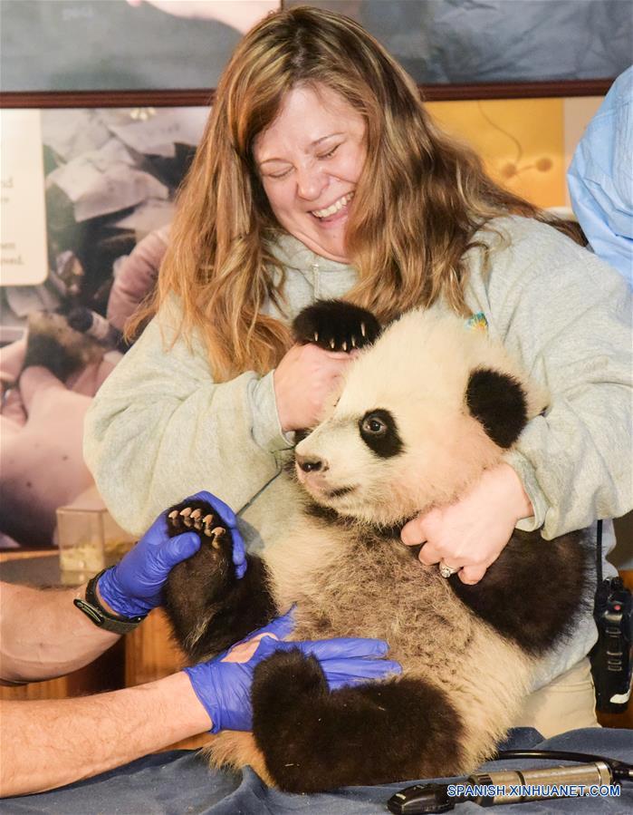 A casi 4 meses de edad elcachorro de panda gigante'Bei Bei' recibe un examen físico een el Zoológico Nacional en Washington D.C., Estados Unidos, el 7 de enero de 2016. 