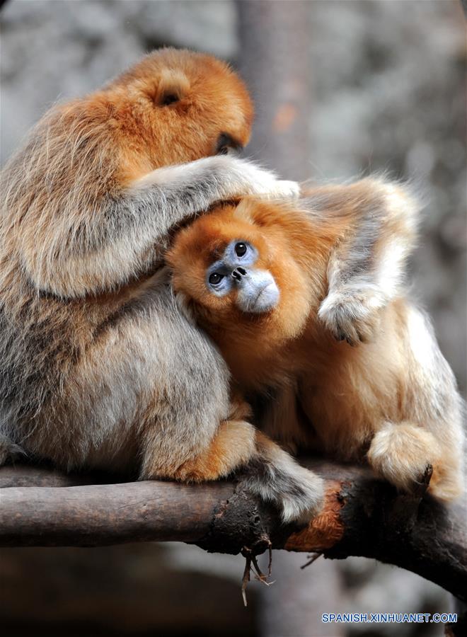 CHINA-SHAANXI-WILD-GOLDEN MONKEY (CN)