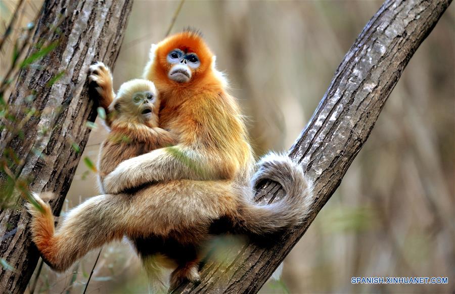 CHINA-SHAANXI-WILD-GOLDEN MONKEY (CN)