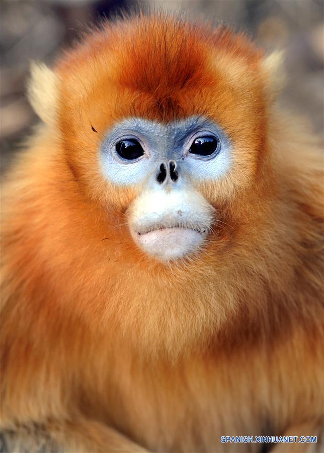 CHINA-SHAANXI-WILD-GOLDEN MONKEY (CN)