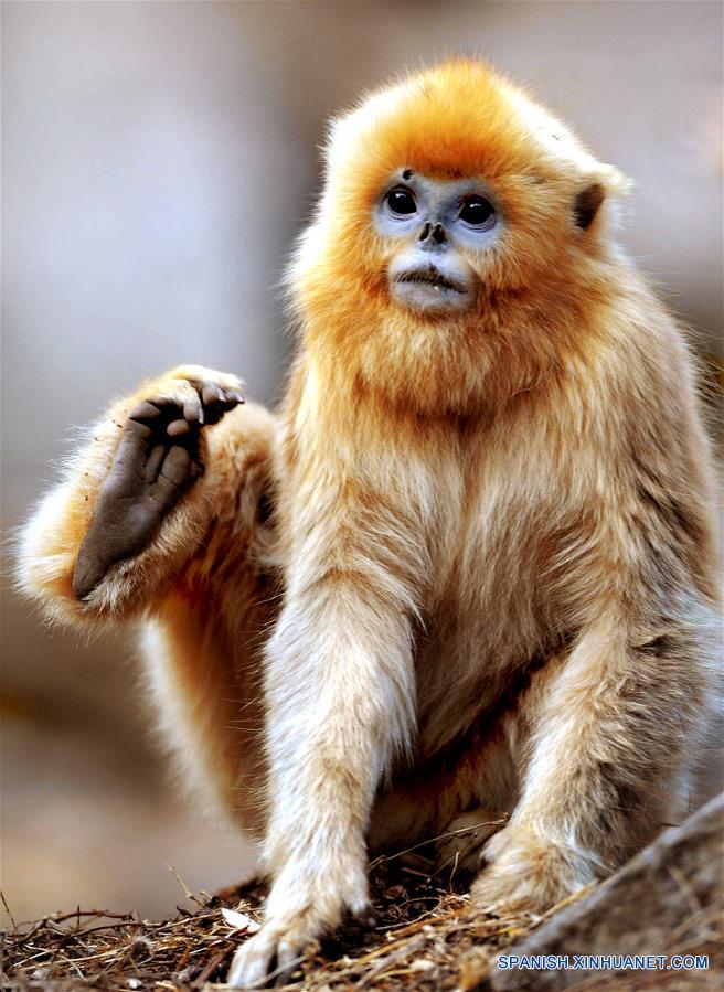 CHINA-SHAANXI-WILD-GOLDEN MONKEY (CN)