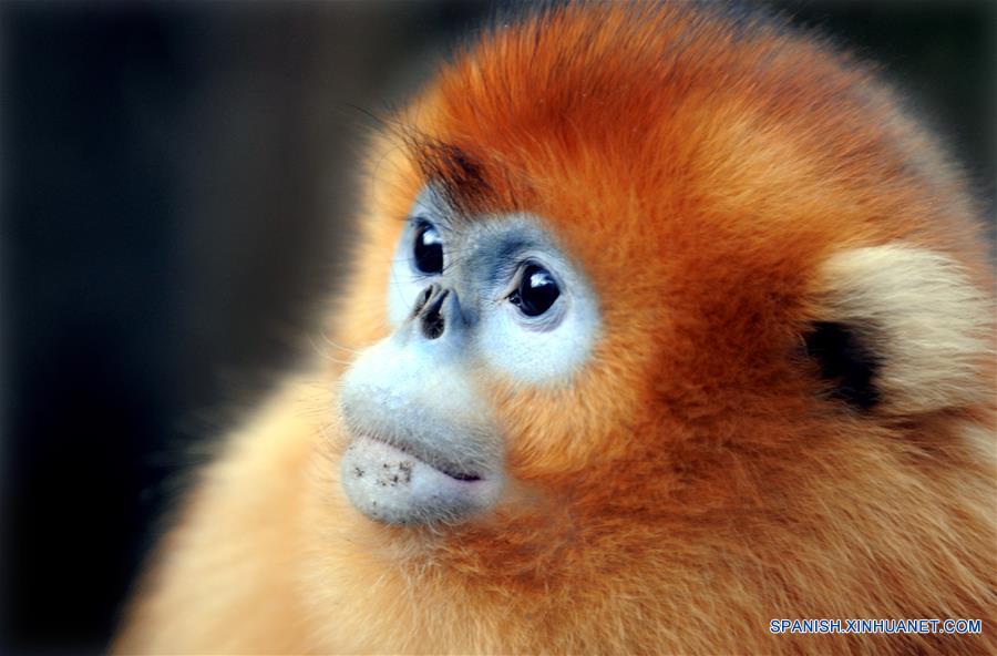 CHINA-SHAANXI-WILD-GOLDEN MONKEY (CN)