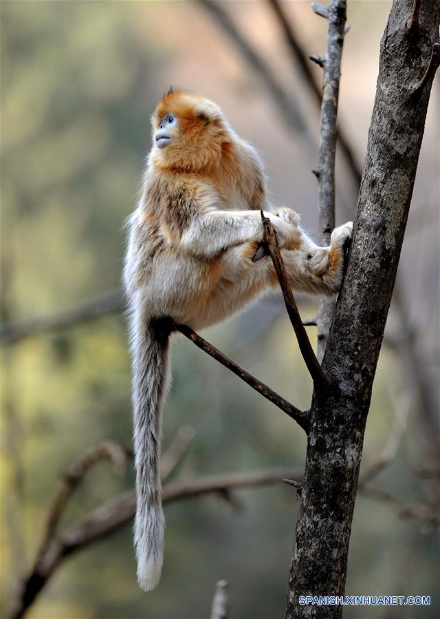 CHINA-SHAANXI-WILD-GOLDEN MONKEY (CN)