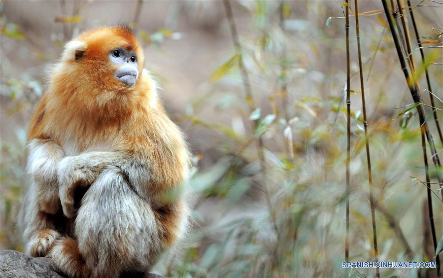 CHINA-SHAANXI-WILD-GOLDEN MONKEY (CN)