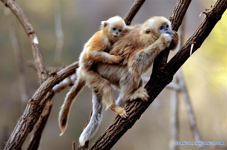 CHINA-SHAANXI-WILD-GOLDEN MONKEY (CN)