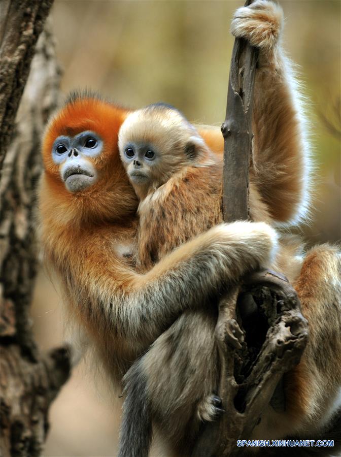 CHINA-SHAANXI-WILD-GOLDEN MONKEY (CN)