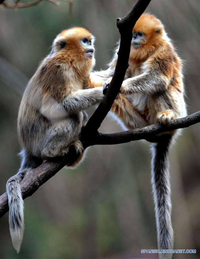 CHINA-SHAANXI-WILD-GOLDEN MONKEY (CN)