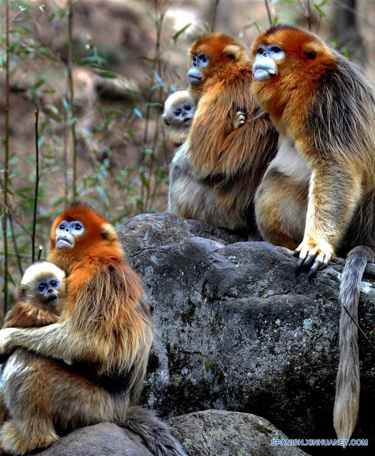 CHINA-SHAANXI-WILD-GOLDEN MONKEY (CN)