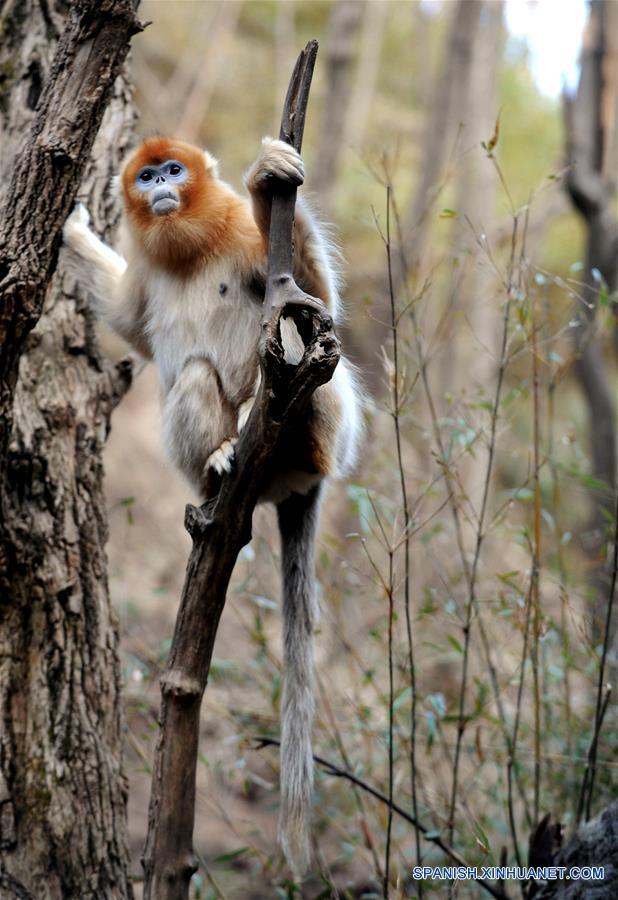 CHINA-SHAANXI-WILD-GOLDEN MONKEY (CN)