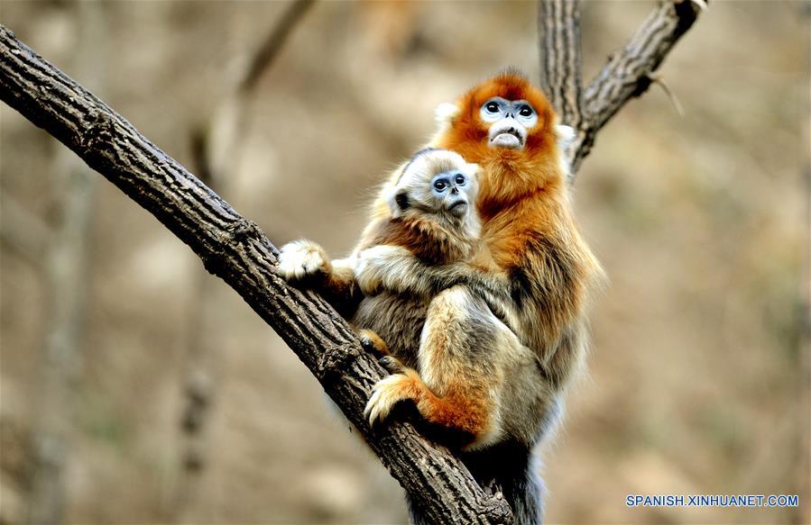 CHINA-SHAANXI-WILD-GOLDEN MONKEY (CN)