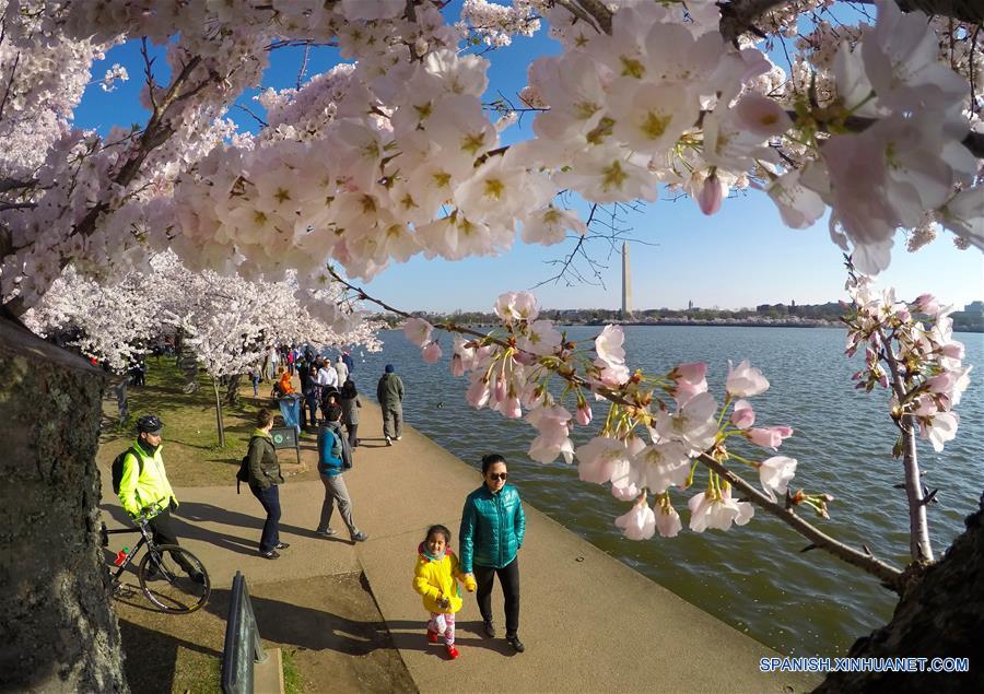 U.S.- WASHINGTON D.C.-CHERRY BLOSSOMS
