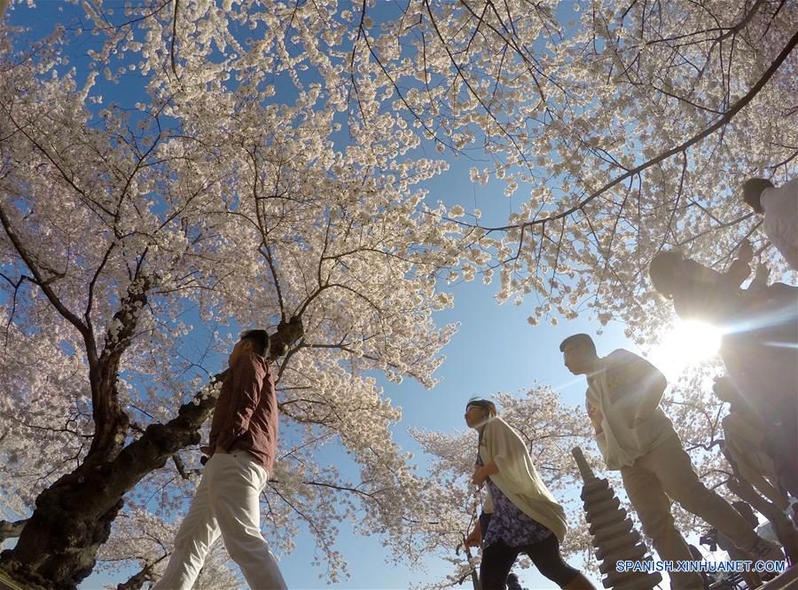 U.S.- WASHINGTON D.C.-CHERRY BLOSSOMS
