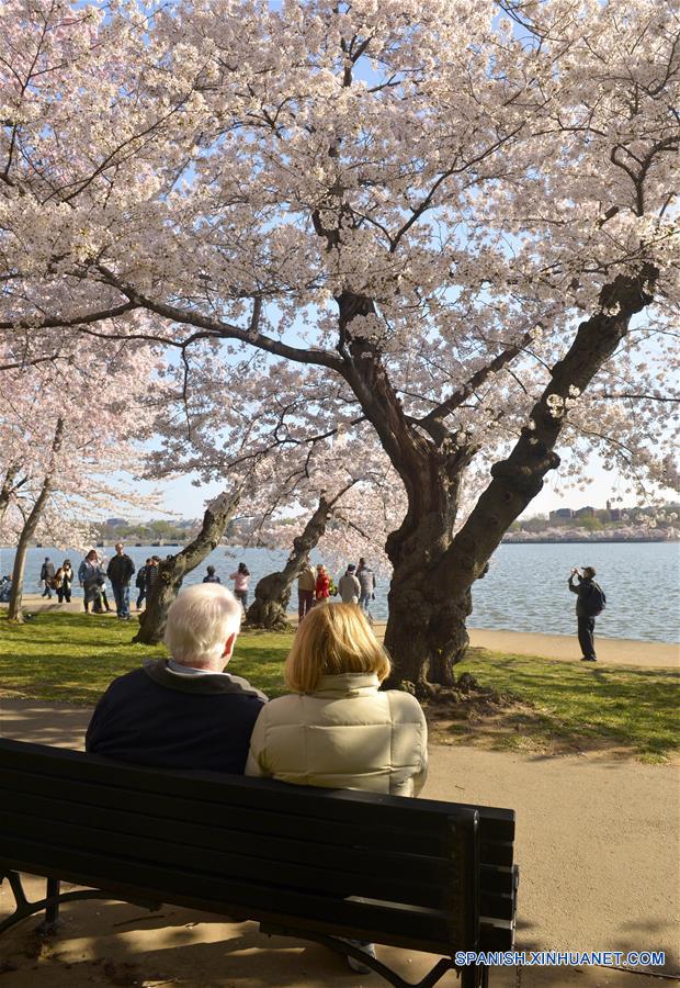 U.S.- WASHINGTON D.C.-CHERRY BLOSSOMS