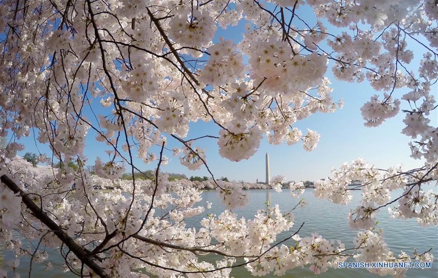 U.S.- WASHINGTON D.C.-CHERRY BLOSSOMS