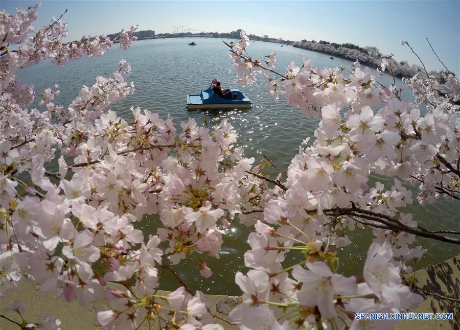 U.S.- WASHINGTON D.C.-CHERRY BLOSSOMS