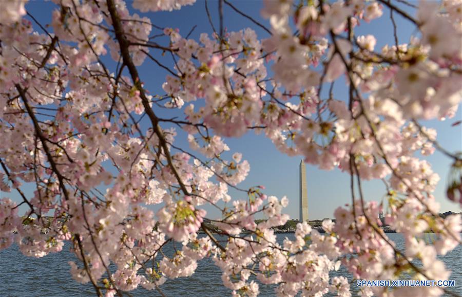 U.S.- WASHINGTON D.C.-CHERRY BLOSSOMS