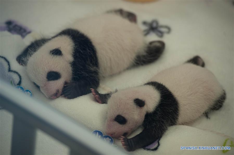 (1)CHINA-MACAO-MEDIO AMBIENTE-FAUNA