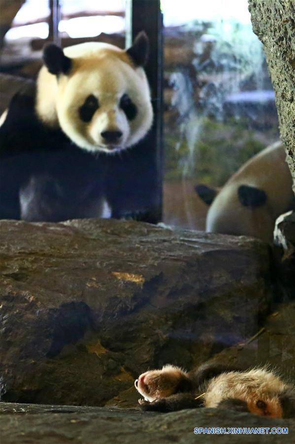 （国际）（1）比利时出生的大熊猫宝宝亮相动物园