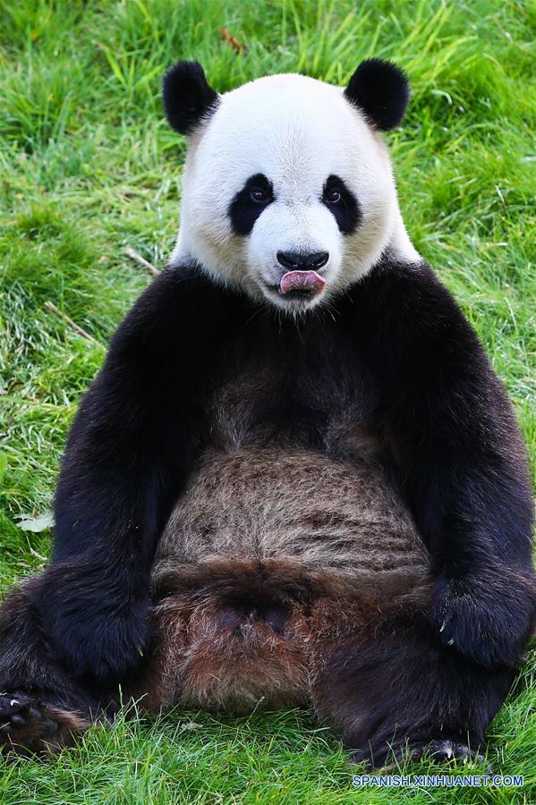 (2)BELGICA-BRUGELETTE-CHINA-MEDIO AMBIENTE-FAUNA