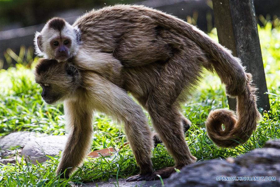 (1)VENEZUELA-CARACAS-MEDIO AMBIENTE-FAUNA