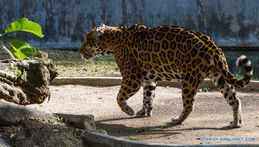 (2)VENEZUELA-CARACAS-MEDIO AMBIENTE-FAUNA