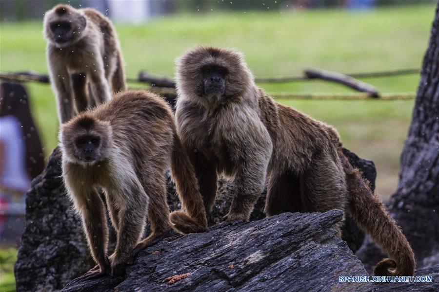 (3)VENEZUELA-CARACAS-MEDIO AMBIENTE-FAUNA