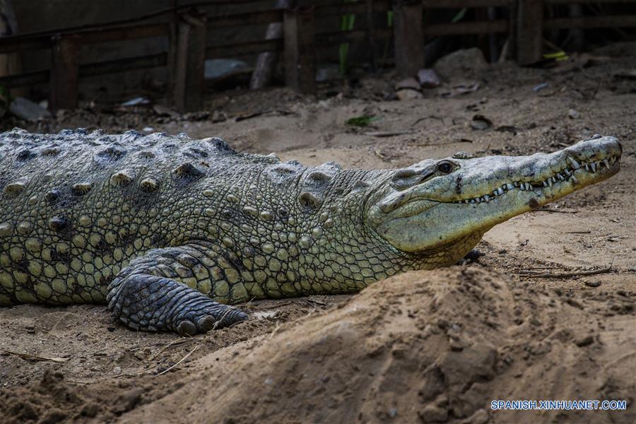 (6)VENEZUELA-CARACAS-MEDIO AMBIENTE-FAUNA