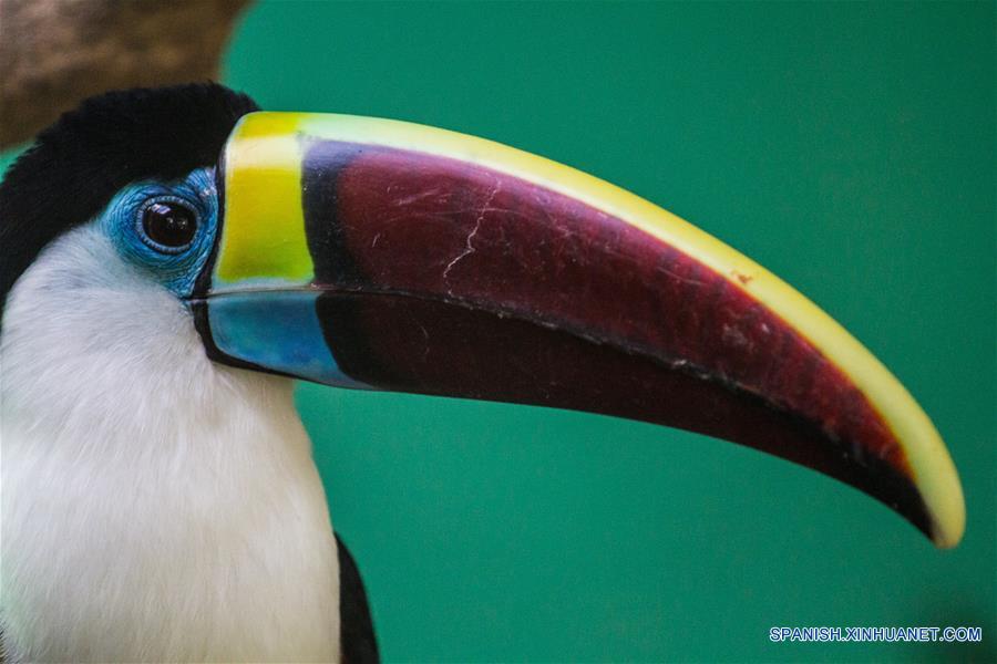 (7)VENEZUELA-CARACAS-MEDIO AMBIENTE-FAUNA