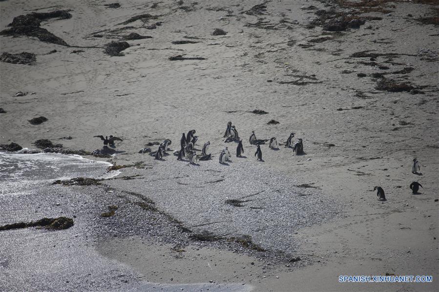 (1)PERU-MARCONA-RESERVA MARINA-FAUNA