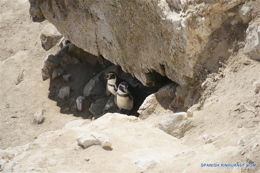 (2)PERU-MARCONA-RESERVA MARINA-FAUNA