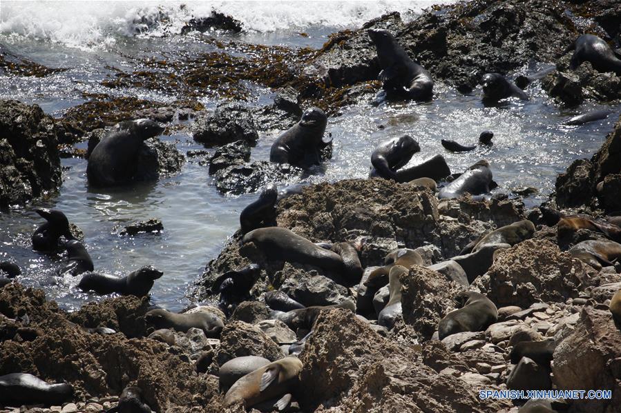 (3)PERU-MARCONA-RESERVA MARINA-FAUNA