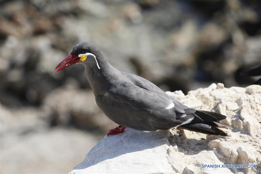 (5)PERU-MARCONA-RESERVA MARINA-FAUNA