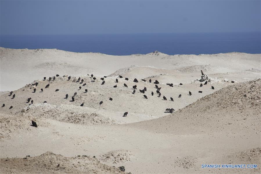 (4)PERU-MARCONA-RESERVA MARINA-FAUNA