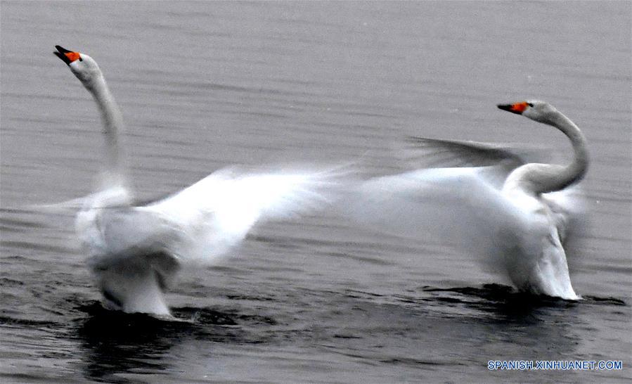 CHINA-HENAN-CISNES BLANCOS-SERIE