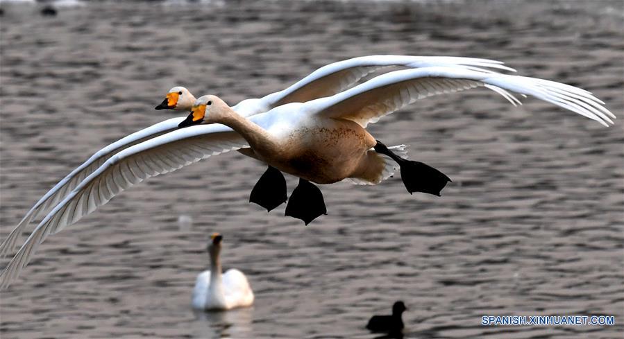 CHINA-HENAN-CISNES BLANCOS-SERIE