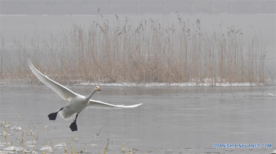 CHINA-HENAN-CISNES BLANCOS-SERIE